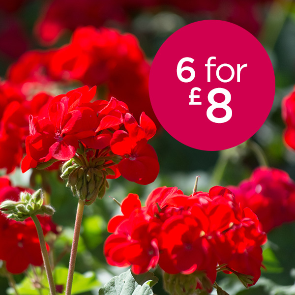 Jumbo hanging basket plug plants