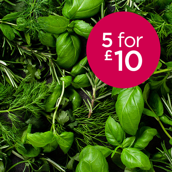 Herbs 9cm