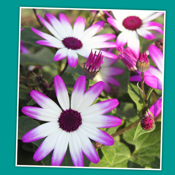 Senetti 2L